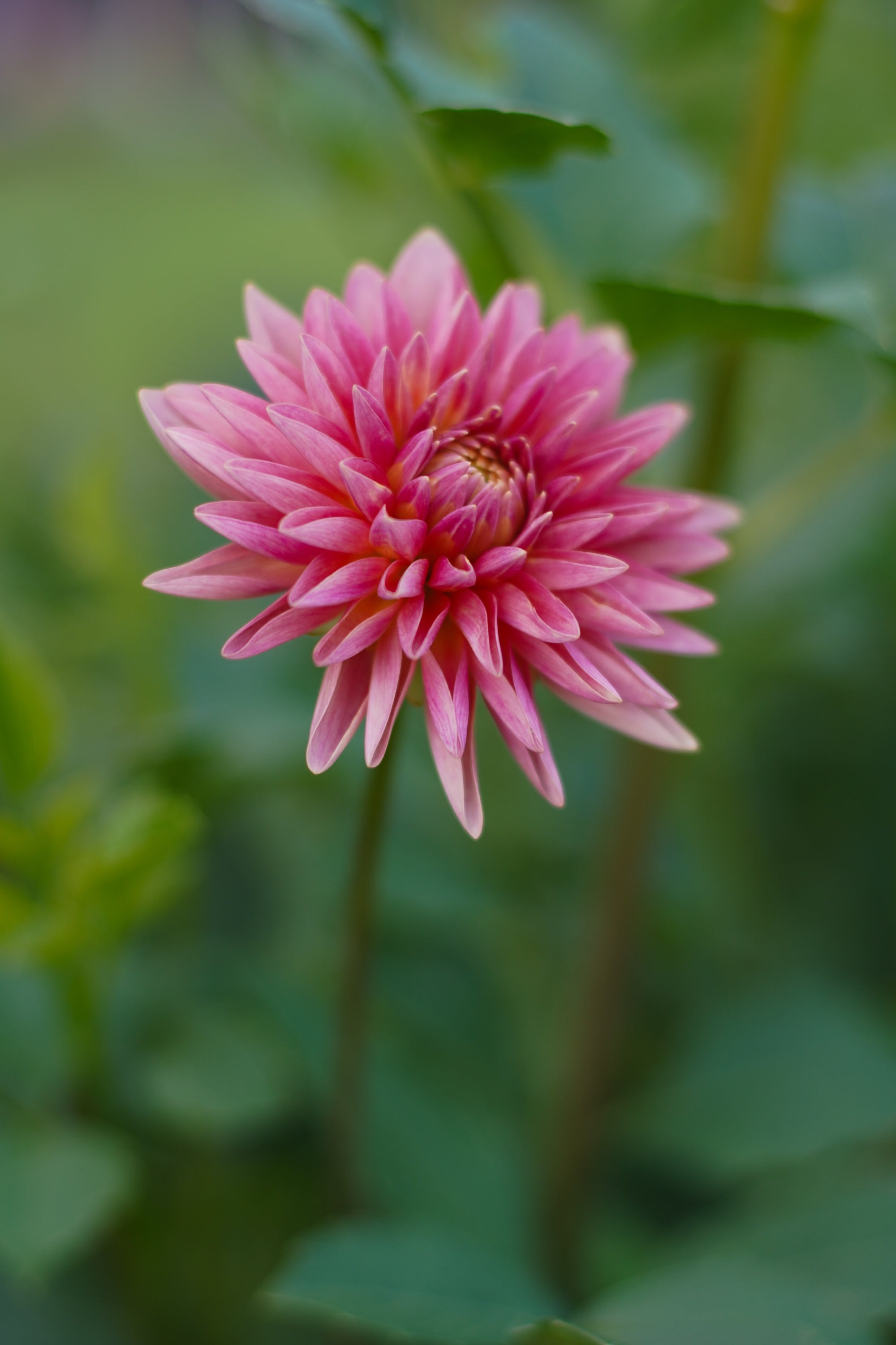 GNE Marlene Dahlia Tuber (3-pack)