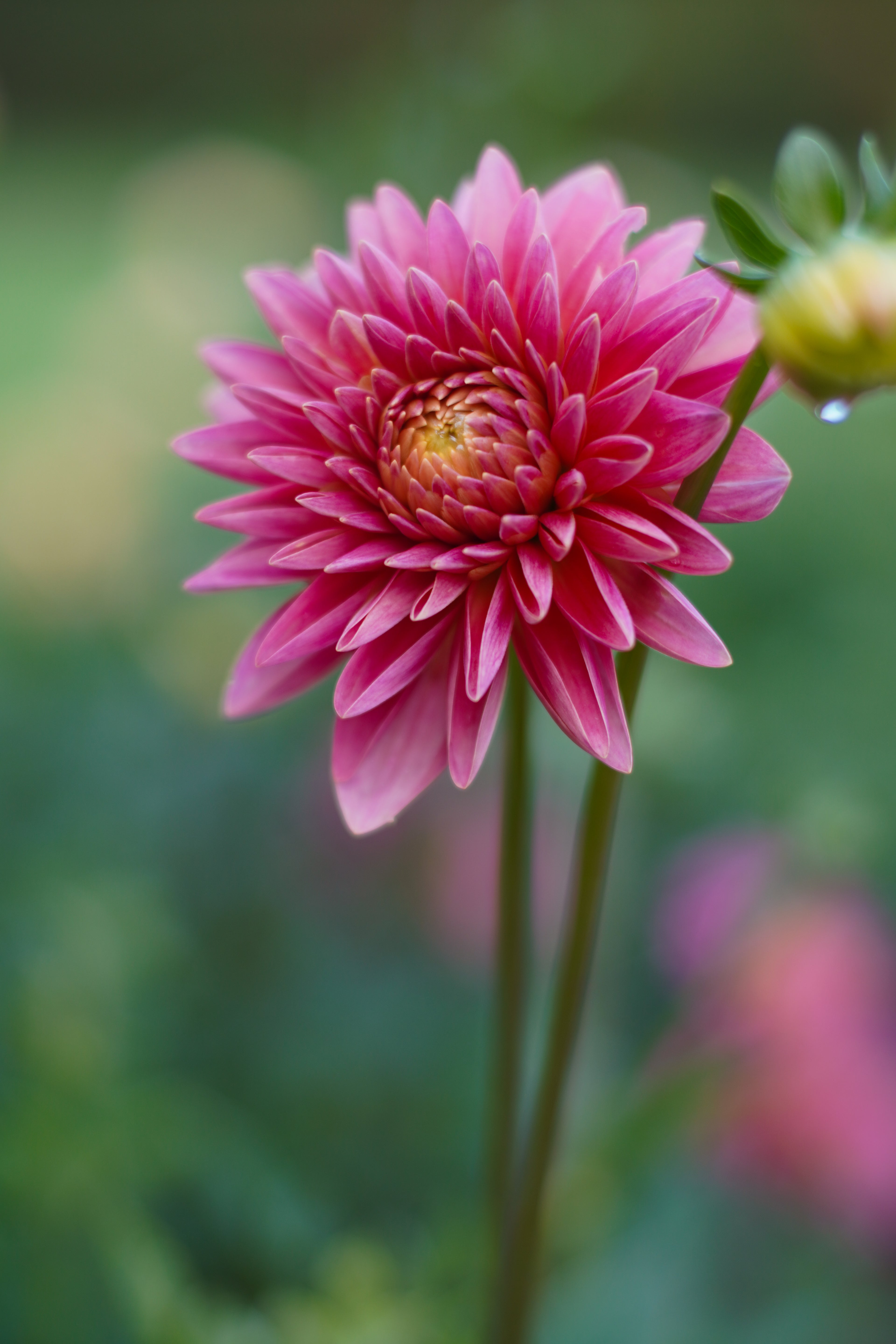 GNE Marlene Dahlia Tuber (3-pack)