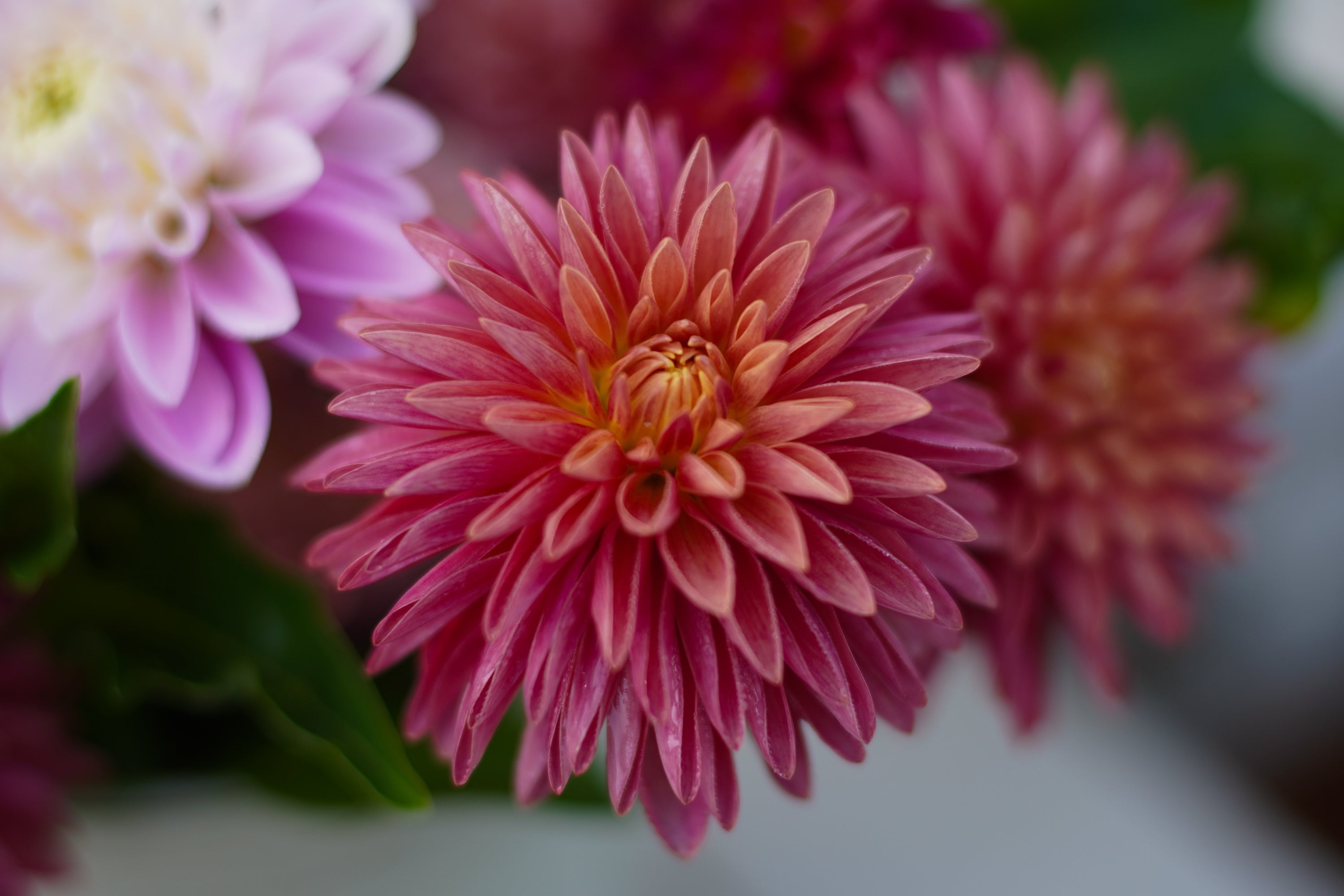 GNE Marlene Dahlia Tuber (3-pack)