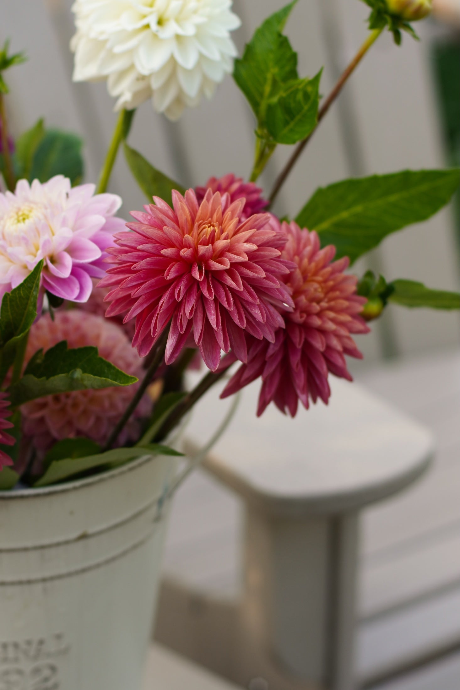 GNE Marlene Dahlia Tuber (3-pack)